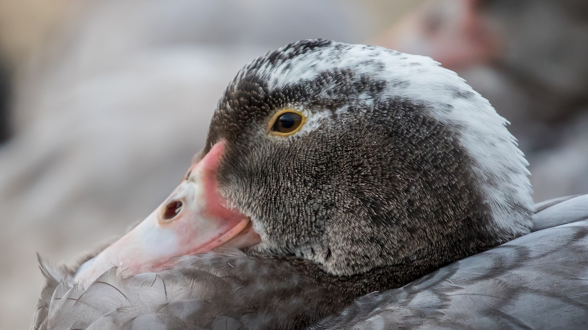 Качка мускусна (свійська) - ML646285912