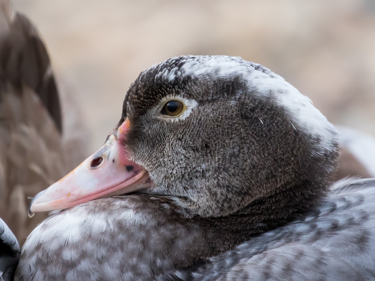 Качка мускусна (свійська) - ML646285913