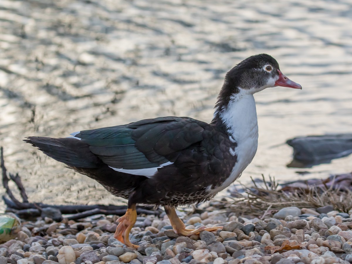 Качка мускусна (свійська) - ML646285915