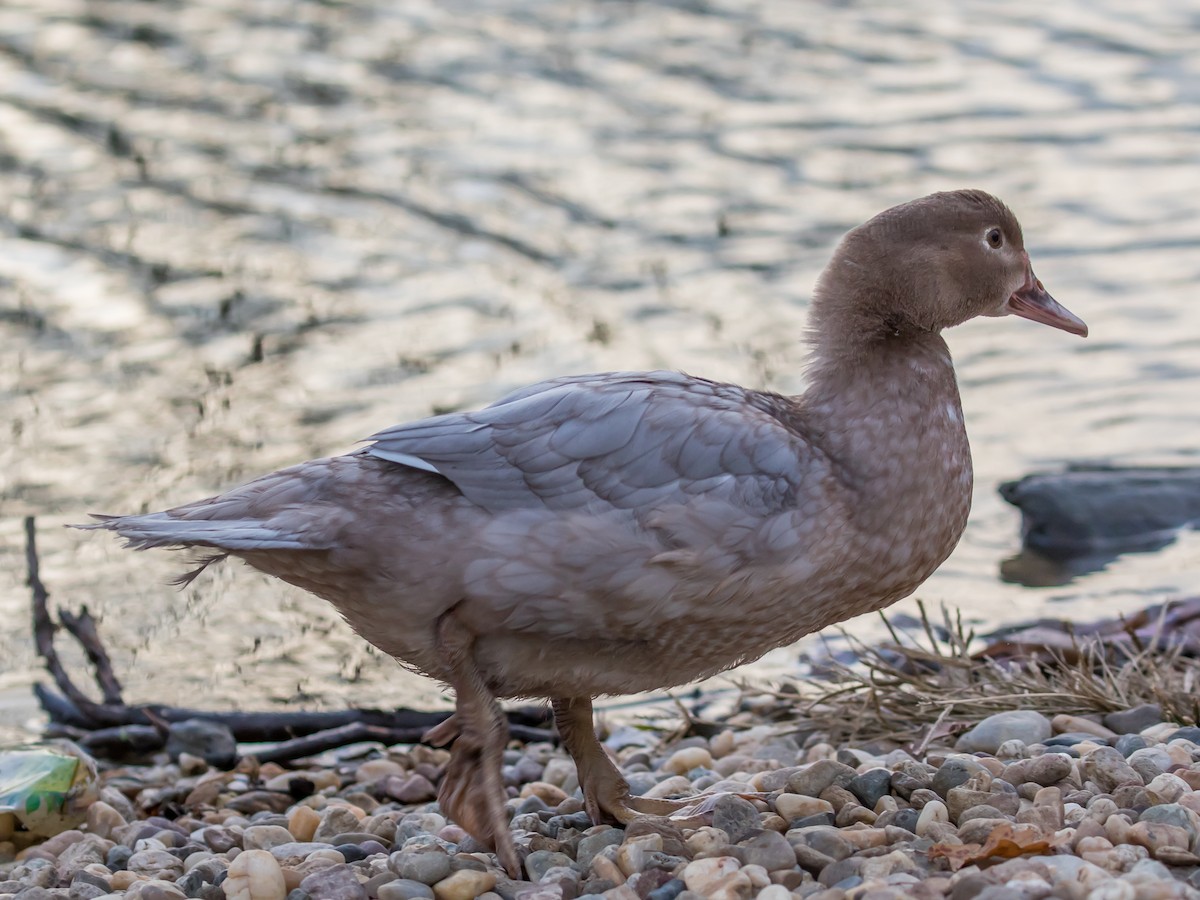 Качка мускусна (свійська) - ML646285916