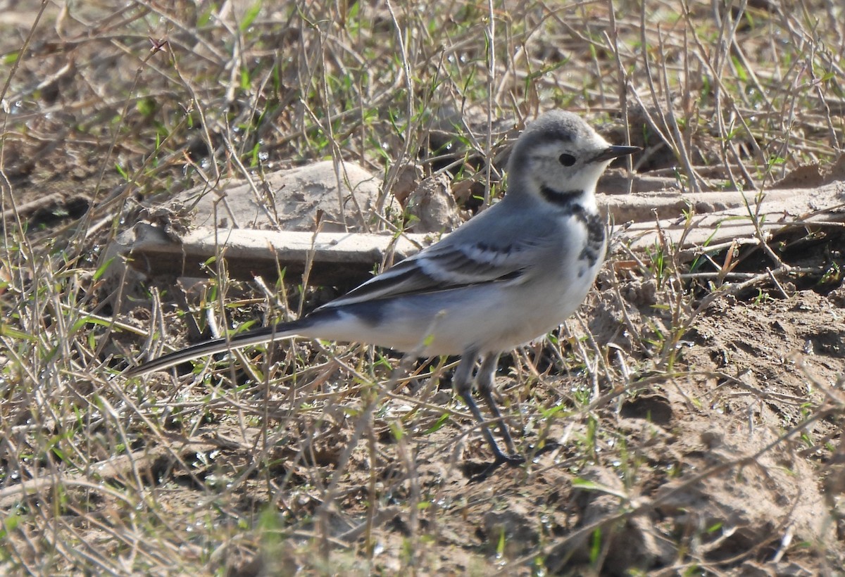 White Wagtail - ML646285928