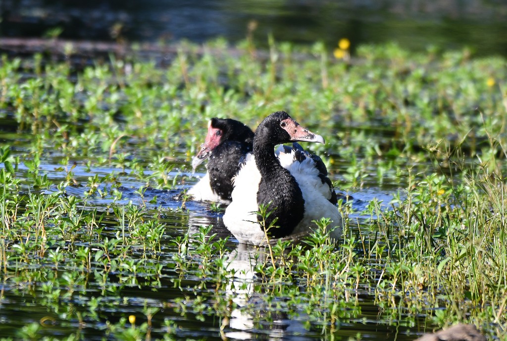 Magpie Goose - ML646285931