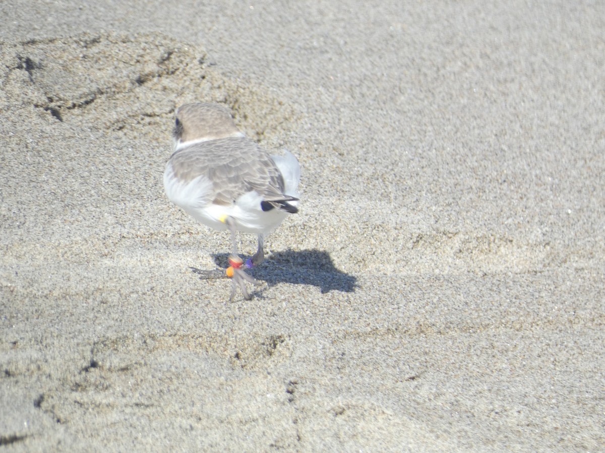 Snowy Plover - ML646285936
