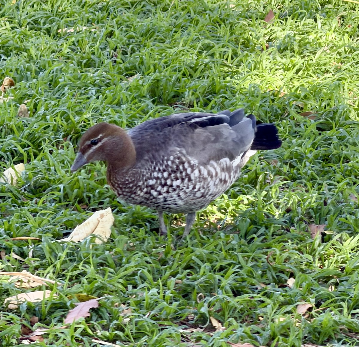 Maned Duck - ML646285937