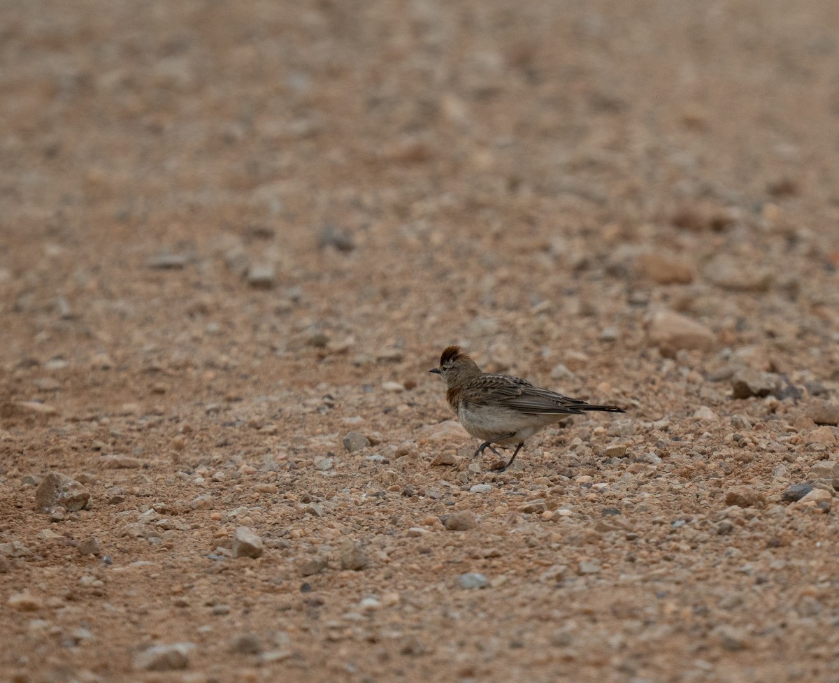 アフリカヒメコウテンシ - ML646285941