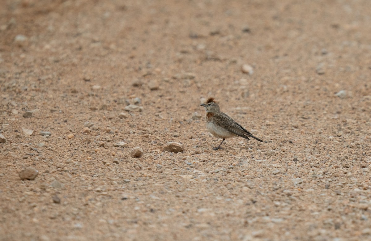 アフリカヒメコウテンシ - ML646285942