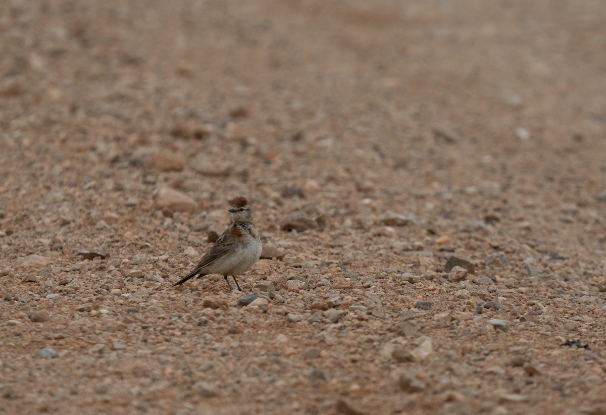 アフリカヒメコウテンシ - ML646285943