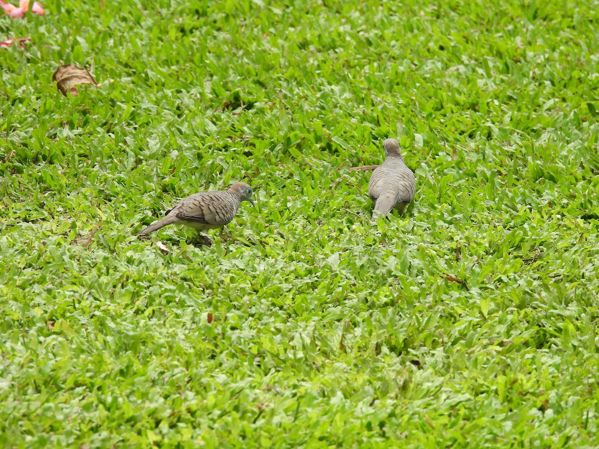Zebra Dove - ML646285947