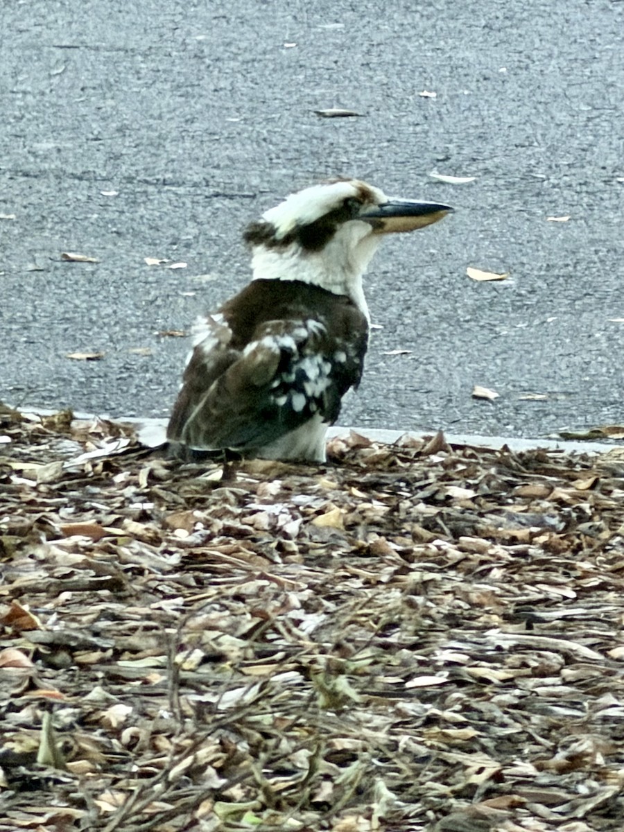 Laughing Kookaburra - ML646285950