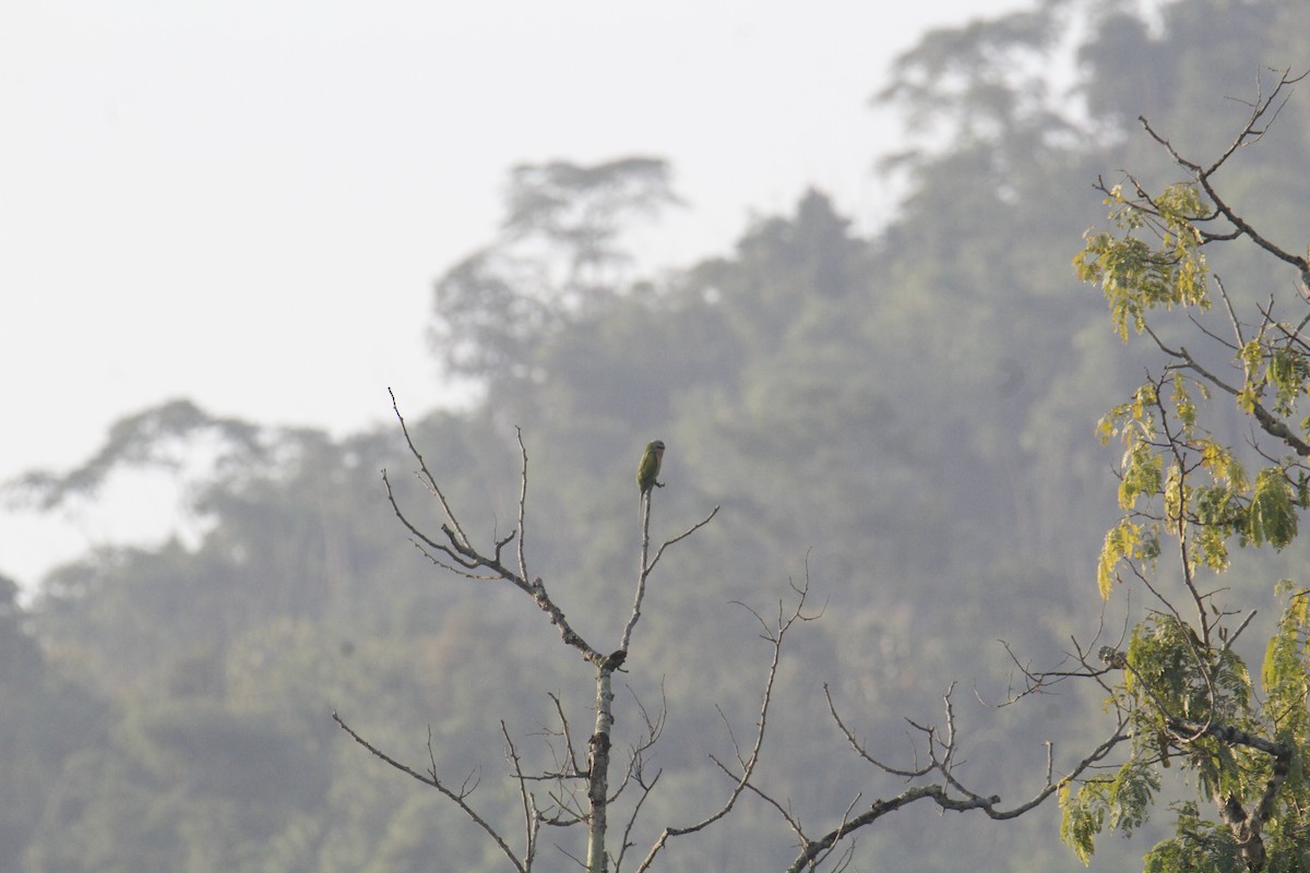 Red-breasted Parakeet - ML646285963