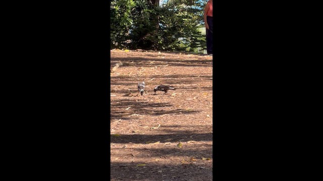 Avustralya Saksağanı [tibicen grubu] - ML646285966