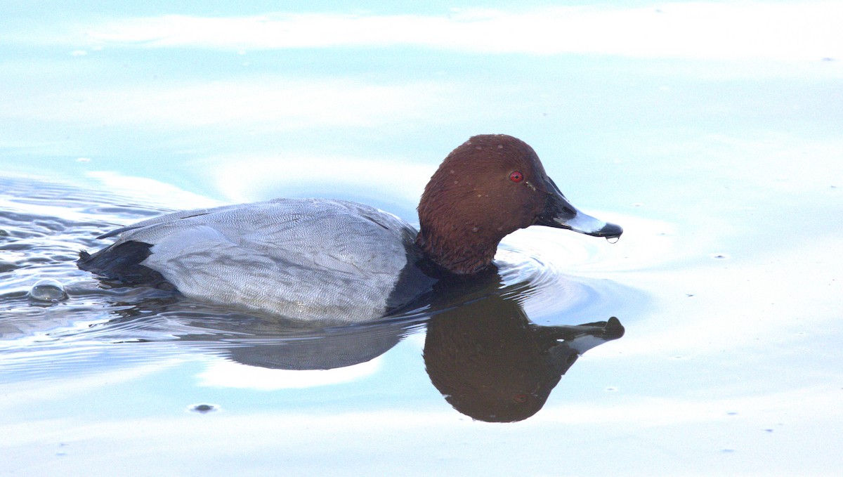 Common Pochard - ML646285967