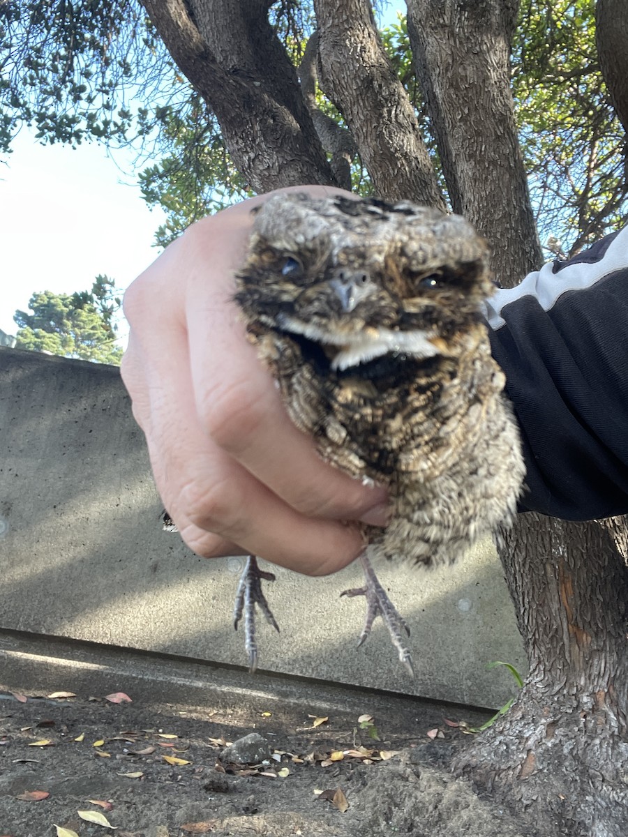 Common Poorwill - ML646285974