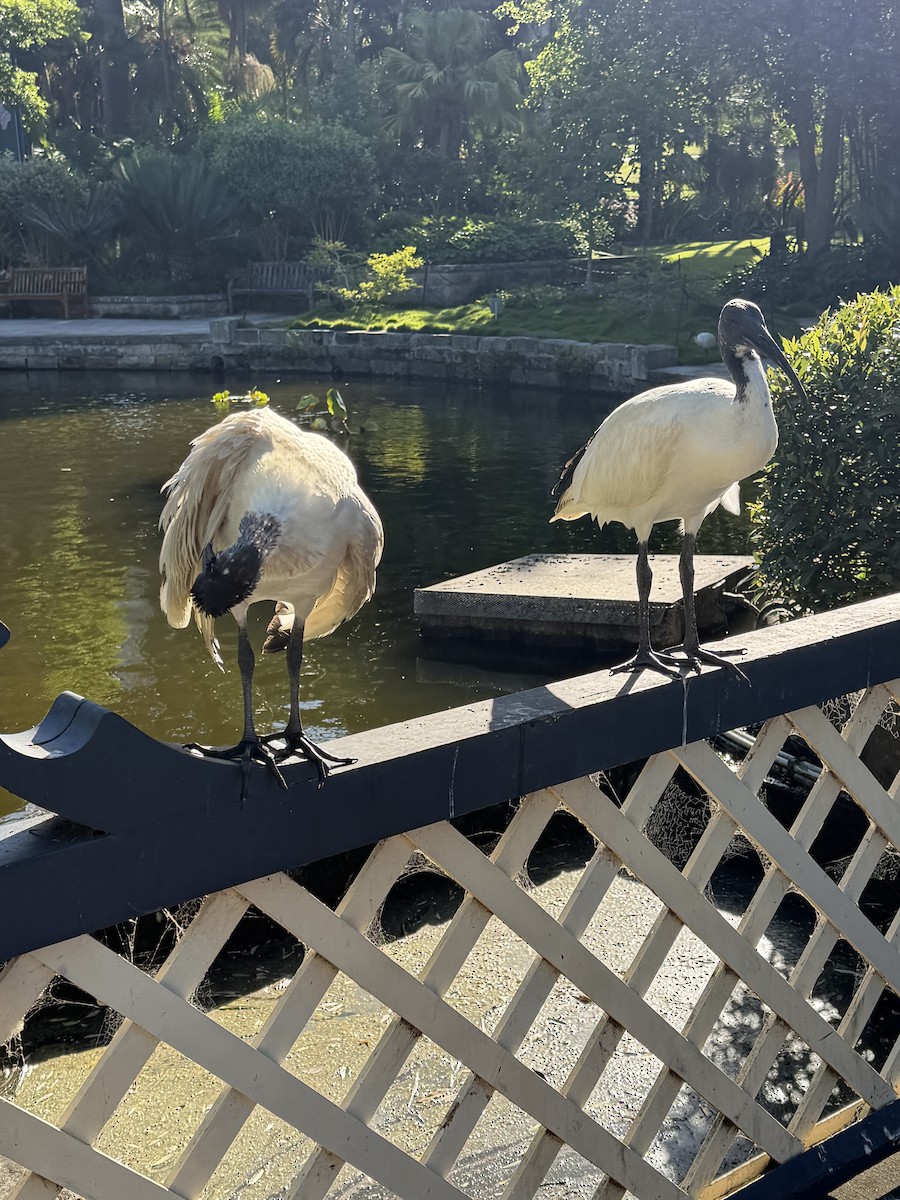 Australian Ibis - ML646285977