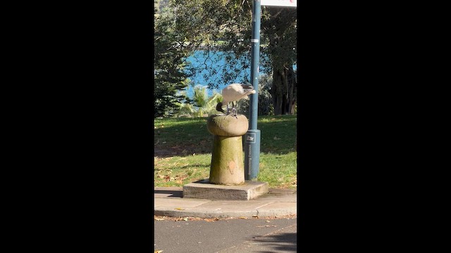 Avustralya Kutsal Aynağı - ML646285978