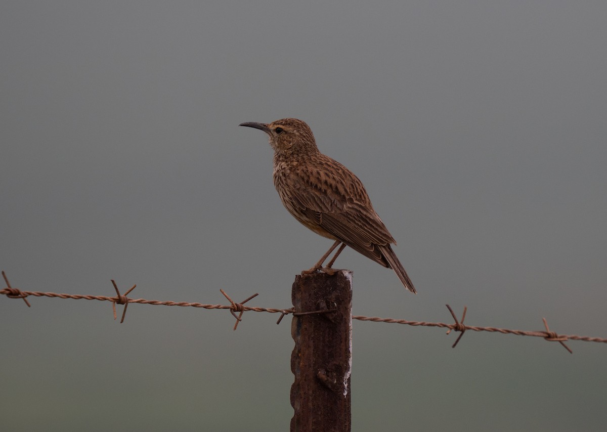 Cape Long-billed Lark - ML646285981