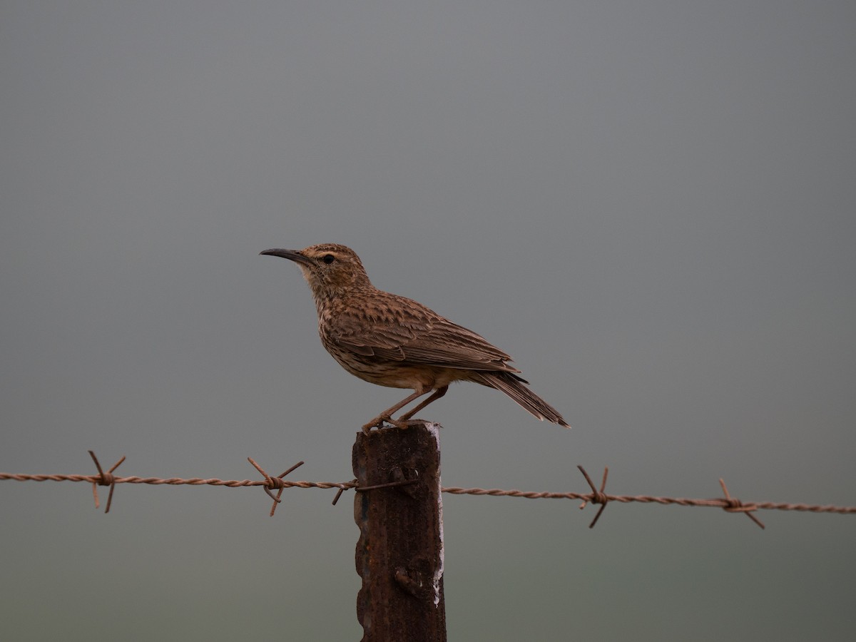 Cape Long-billed Lark - ML646285982