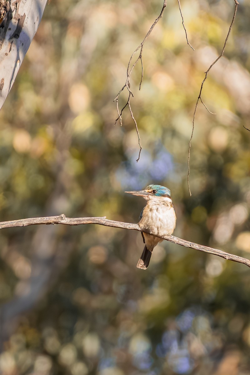 Sacred Kingfisher - ML646285985