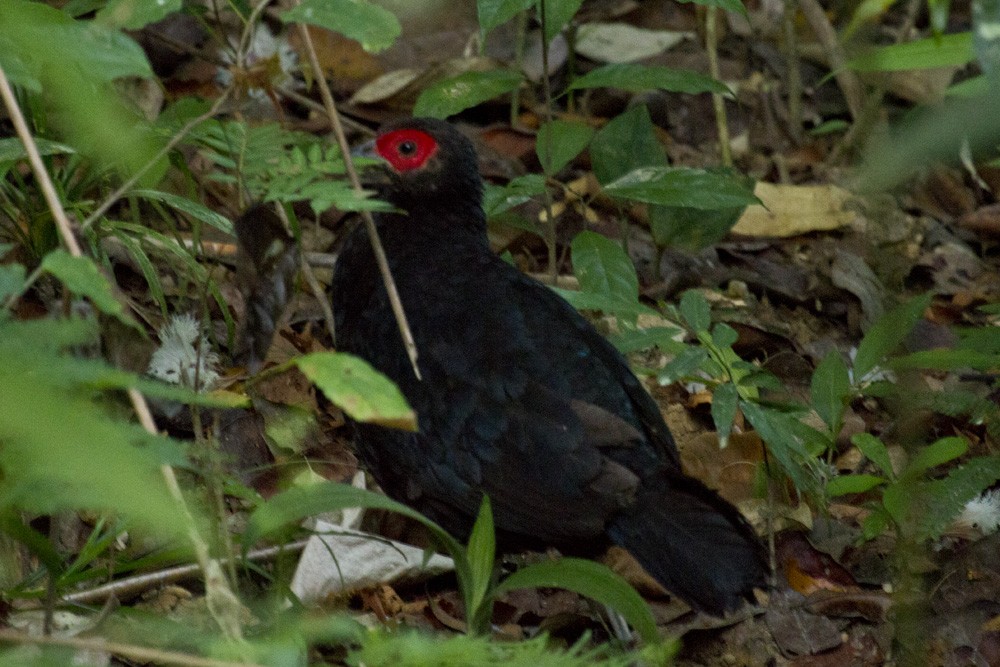 Malayan Crestless Fireback - ML646285986