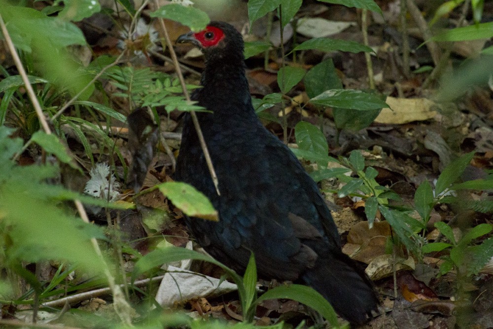 Malayan Crestless Fireback - ML646285987