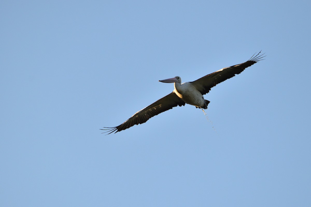 Australian Pelican - ML646285988