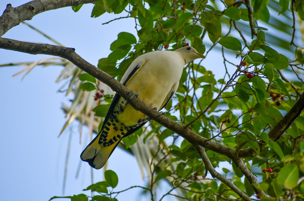 Torresian Imperial-Pigeon - ML646285990