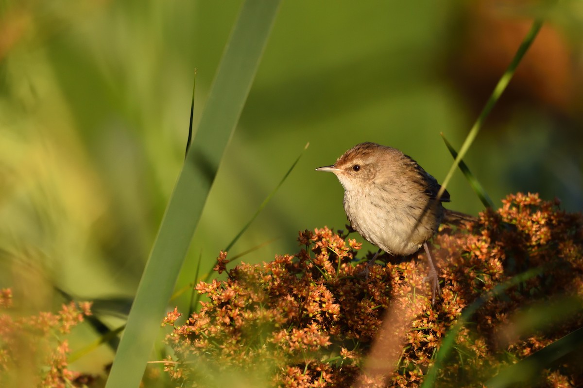 Little Grassbird - ML646285993