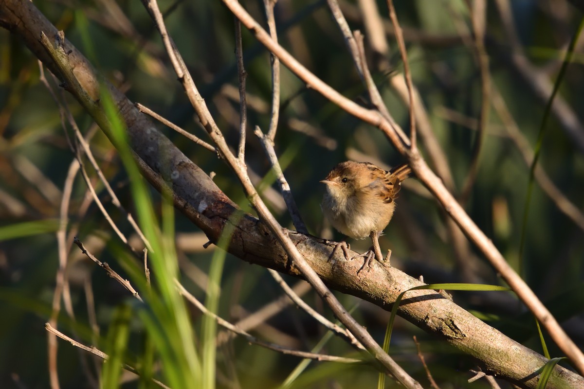 Little Grassbird - ML646285994