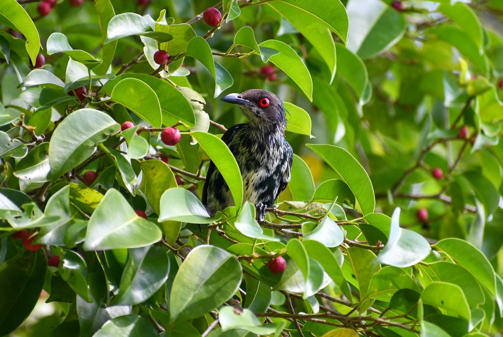 Metallic Starling - ML646285996