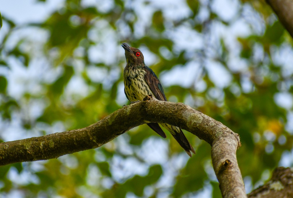 Metallic Starling - ML646285997