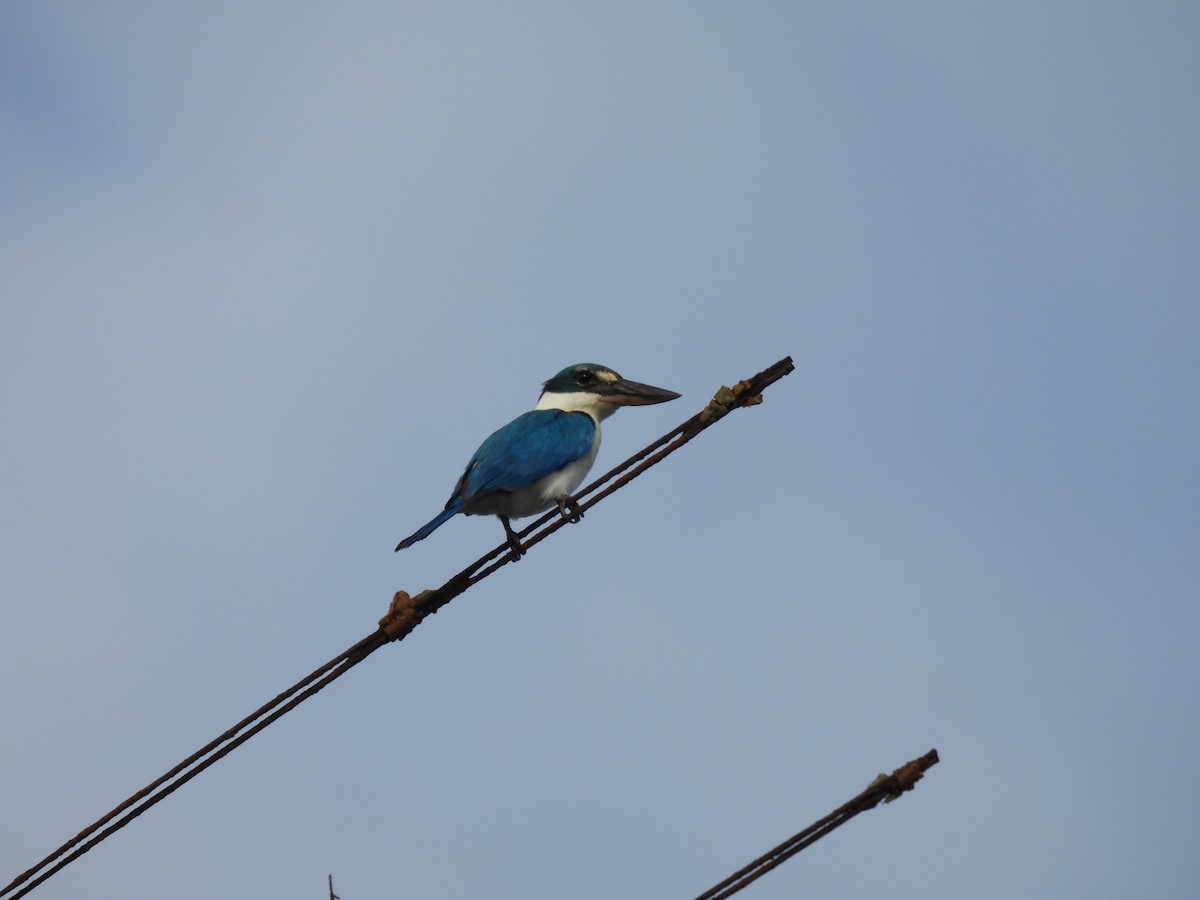 Collared Kingfisher - ML646286000
