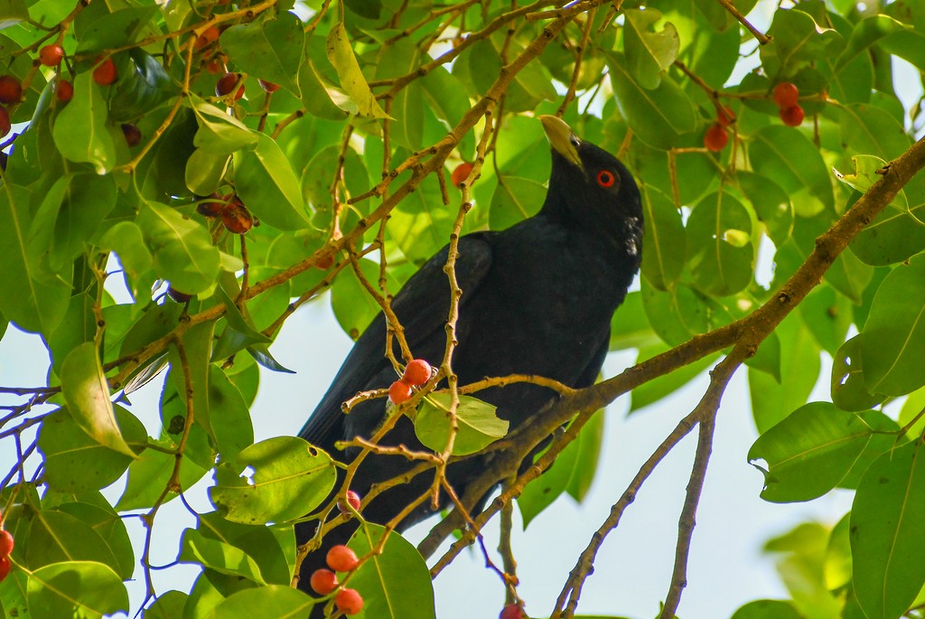 Pacific Koel - ML646286001