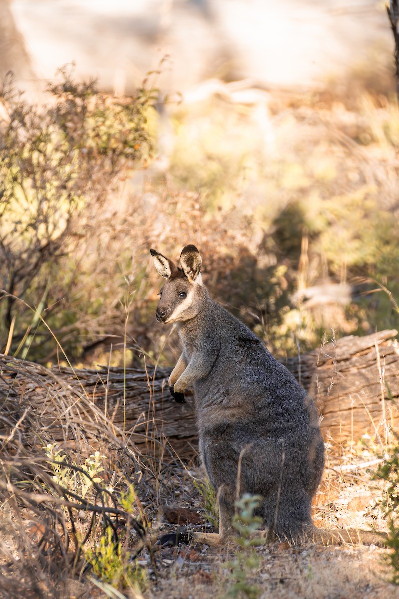 Western Brush Wallaby - ML646286002