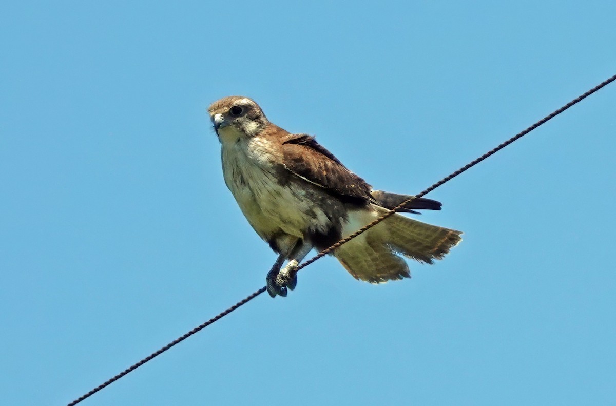 Brown Falcon - ML646286006