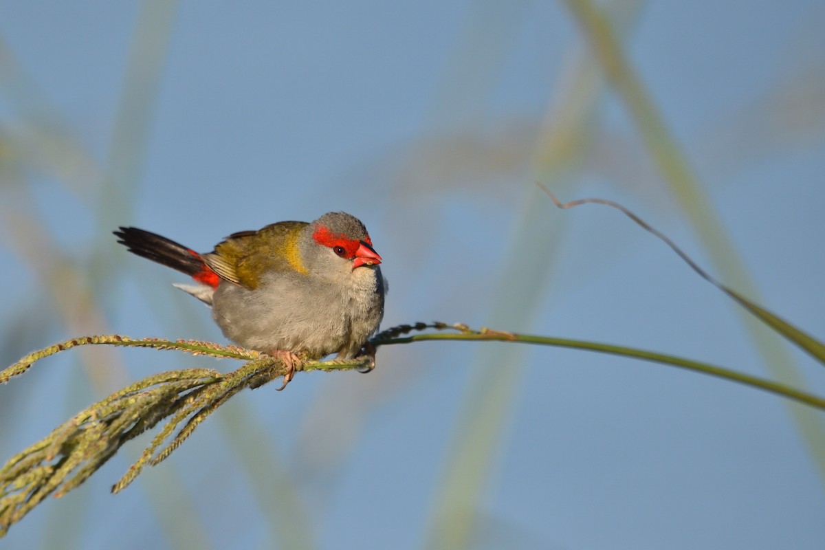 Red-browed Firetail - ML646286016