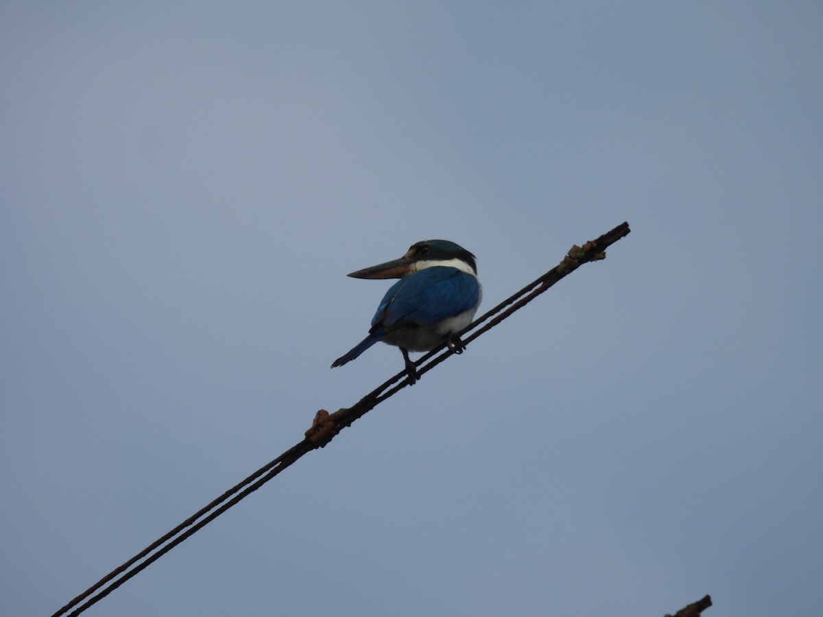 Collared Kingfisher - ML646286017