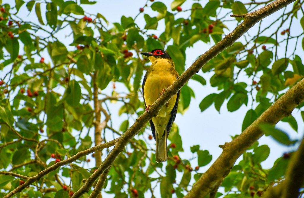 Australasian Figbird - ML646286018