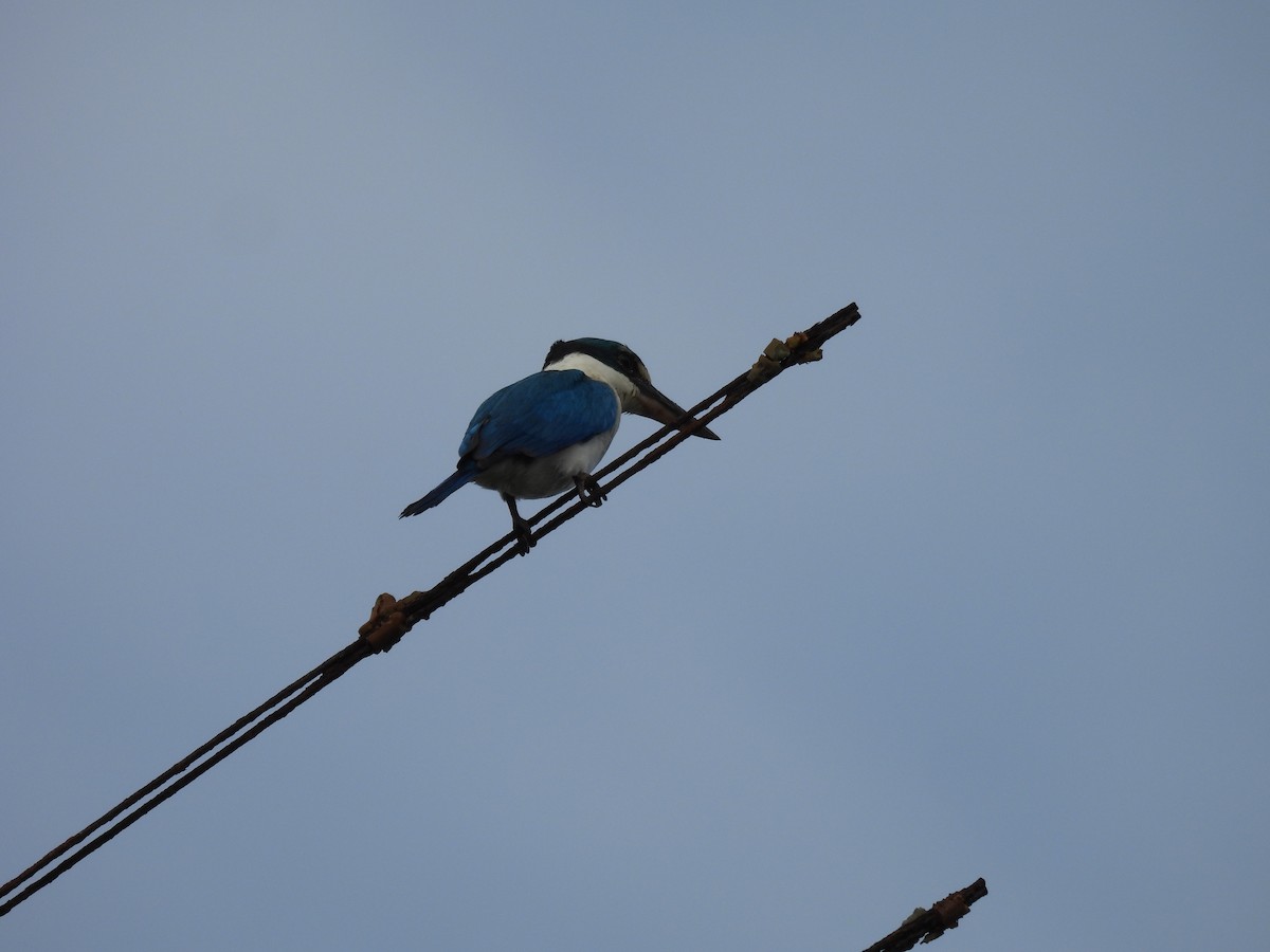 Collared Kingfisher - ML646286023