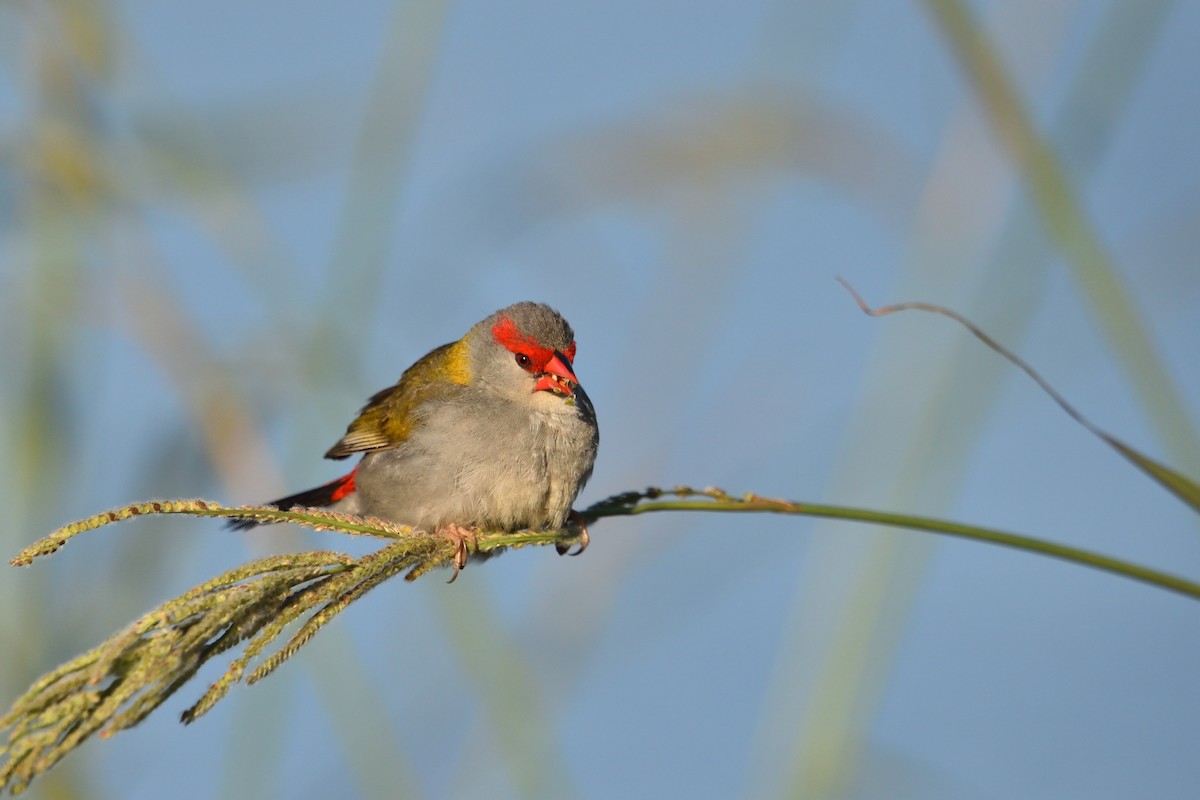 Red-browed Firetail - ML646286025