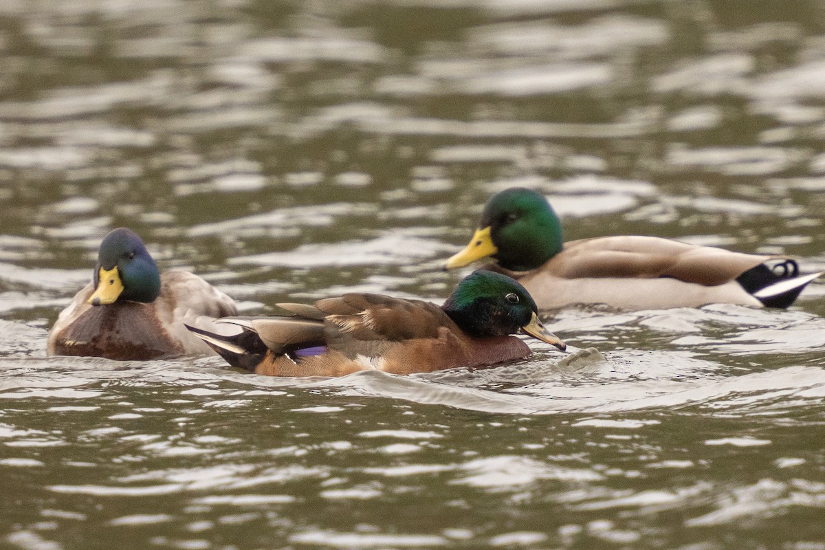 Wood Duck x Mallard (hybrid) - ML646286026