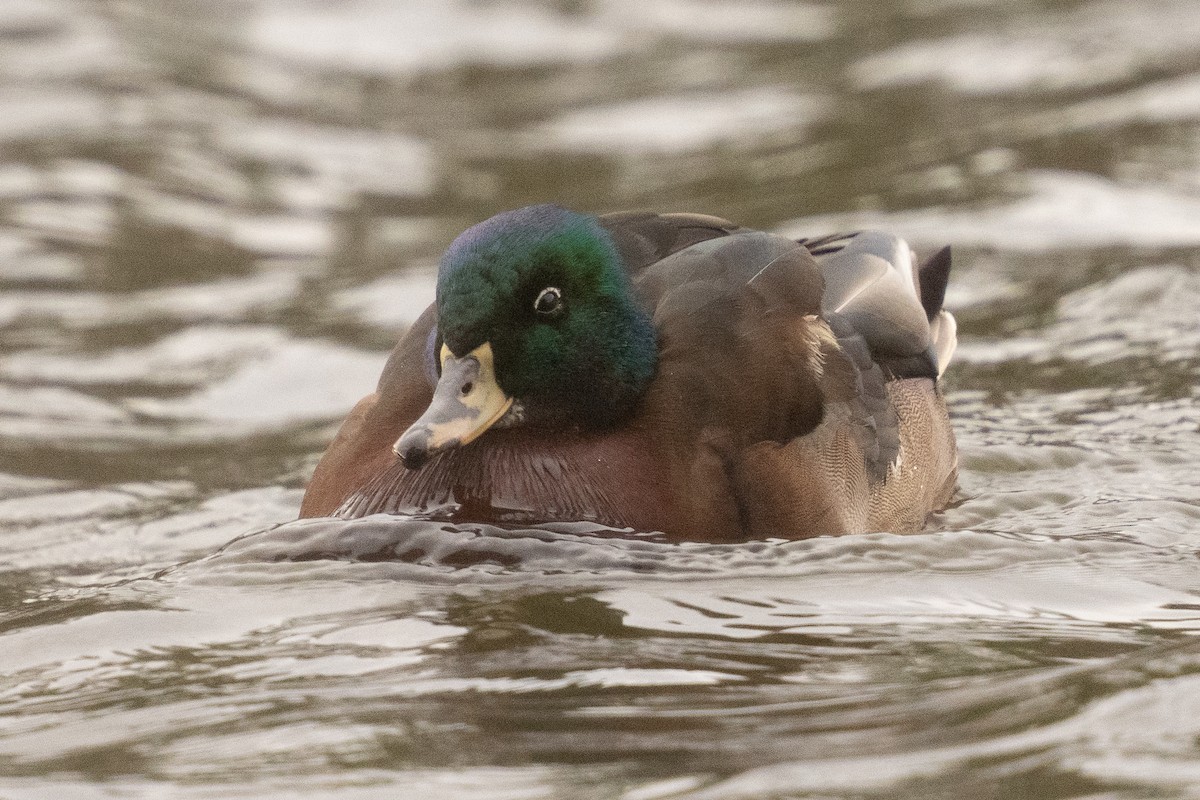Wood Duck x Mallard (hybrid) - ML646286027