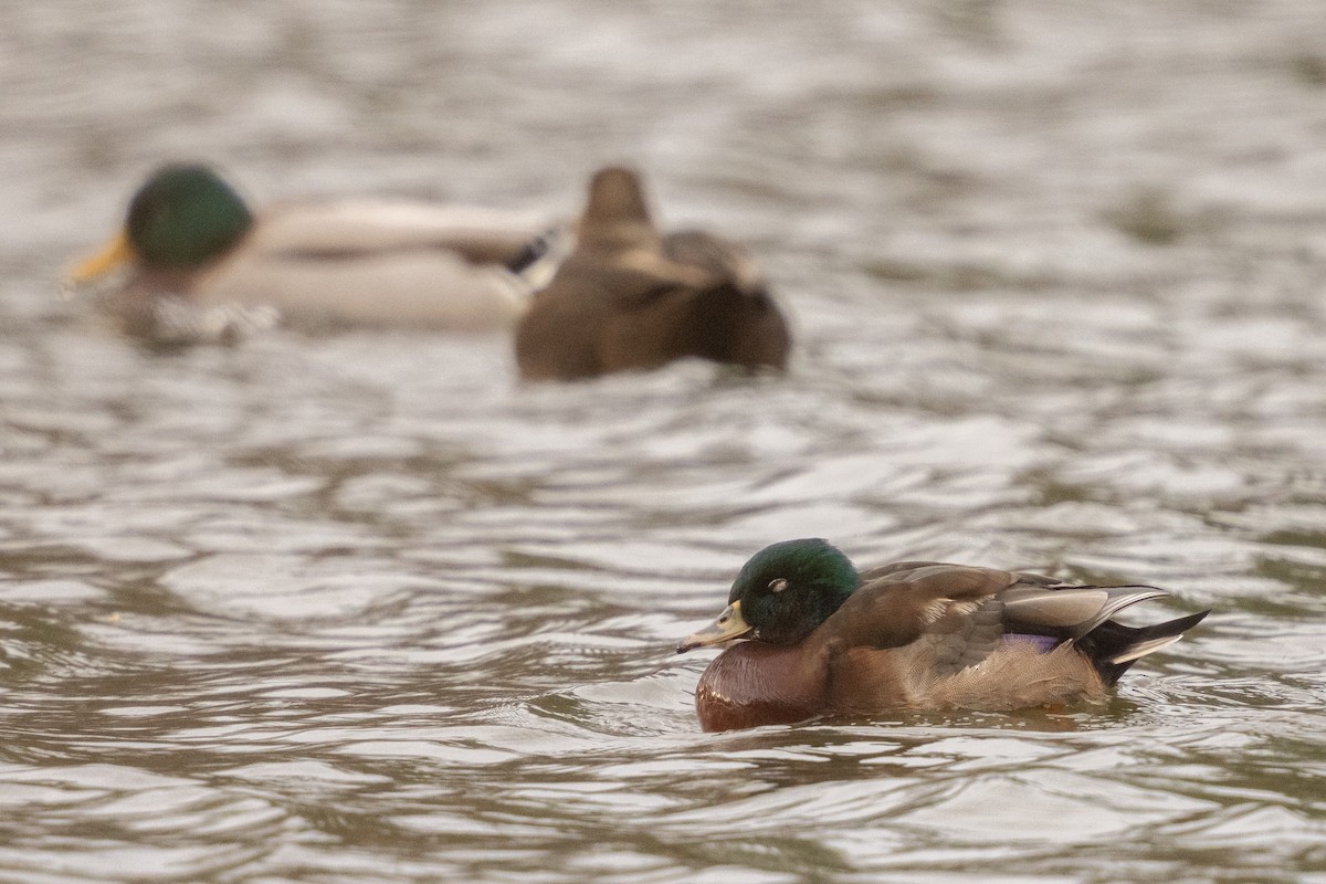 Wood Duck x Mallard (hybrid) - ML646286028