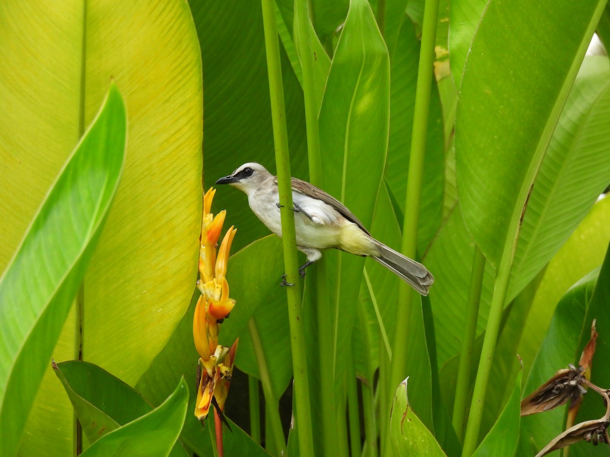 Yellow-vented Bulbul - ML646286038