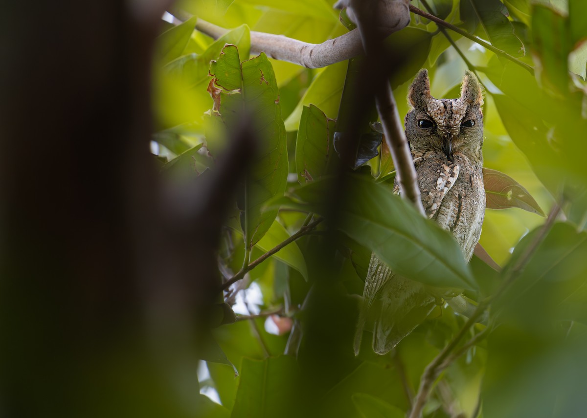 Oriental Scops-Owl - ML646286041
