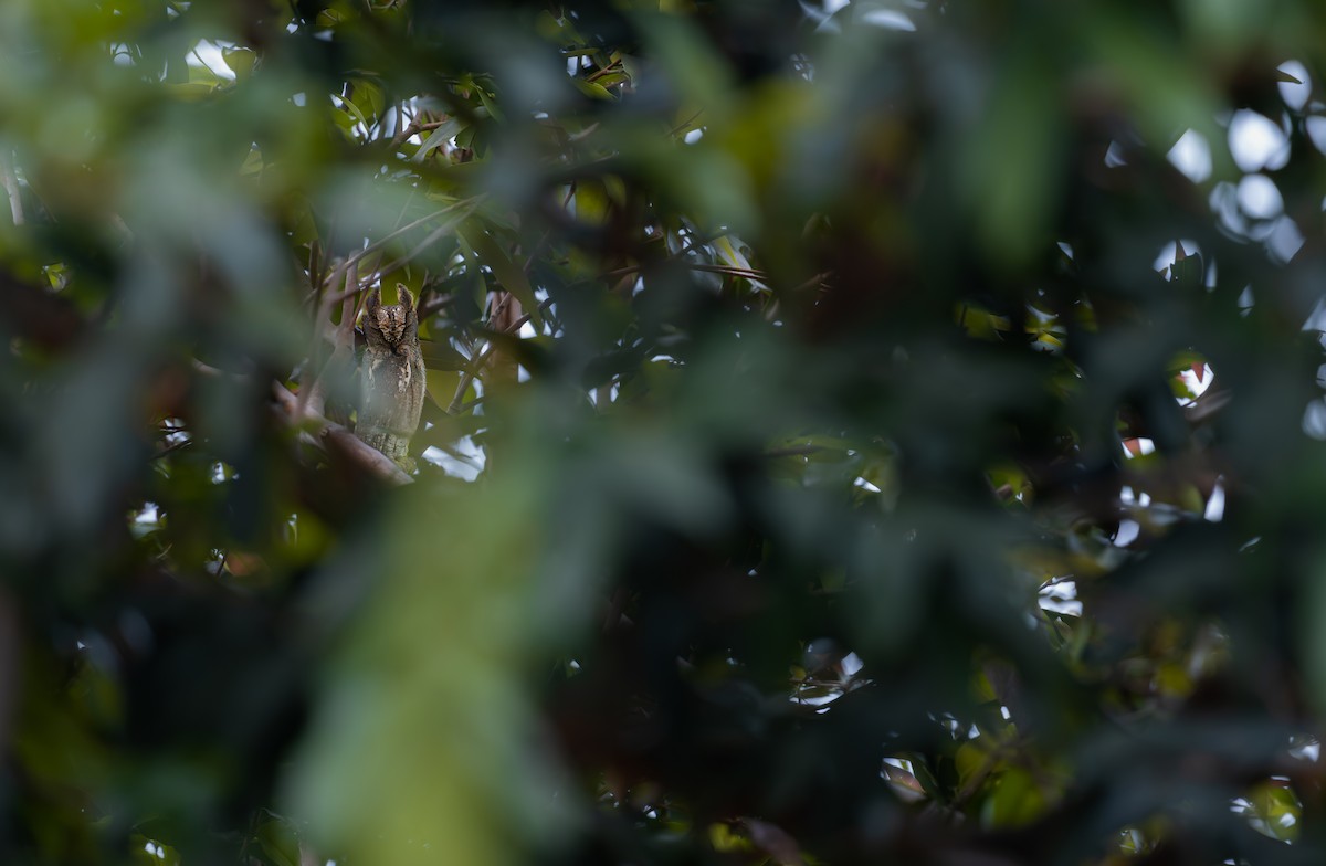 Oriental Scops-Owl - ML646286042