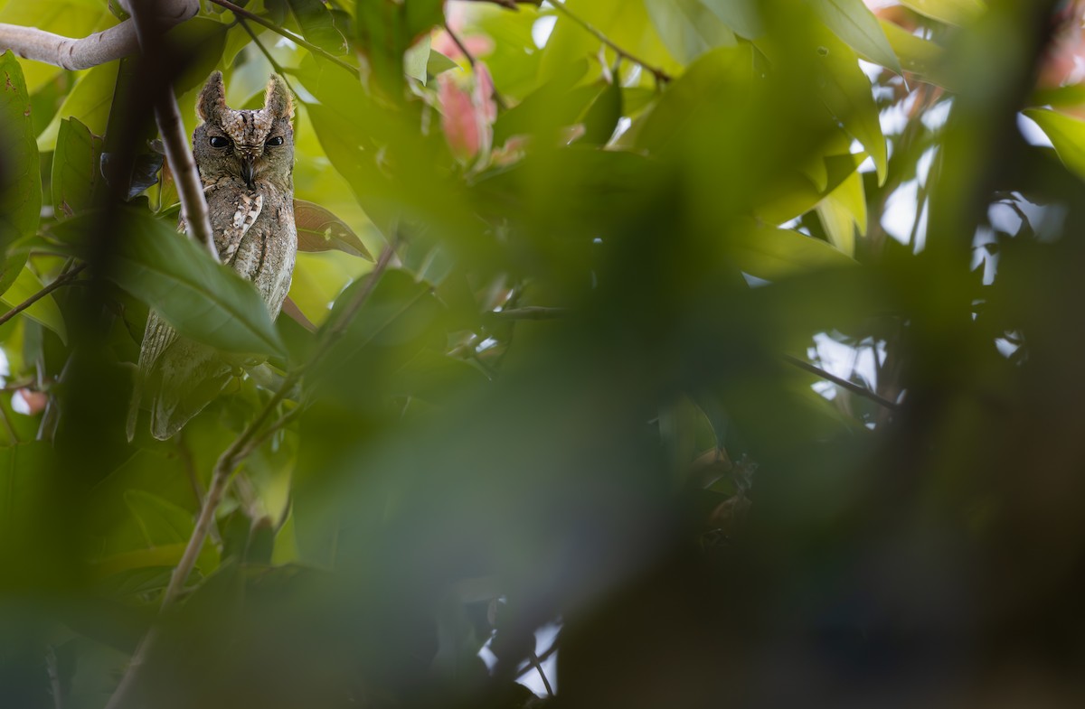 Oriental Scops-Owl - ML646286043
