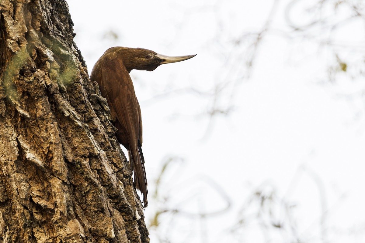 Great Rufous Woodcreeper - ML646286060