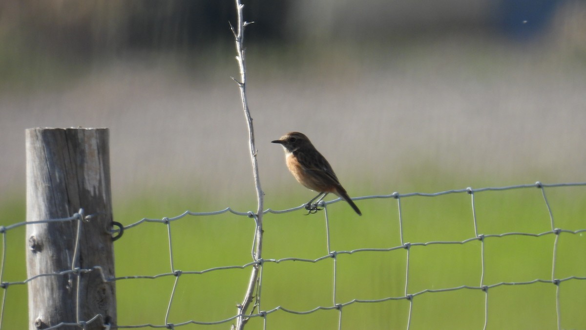 European Stonechat - ML646286072