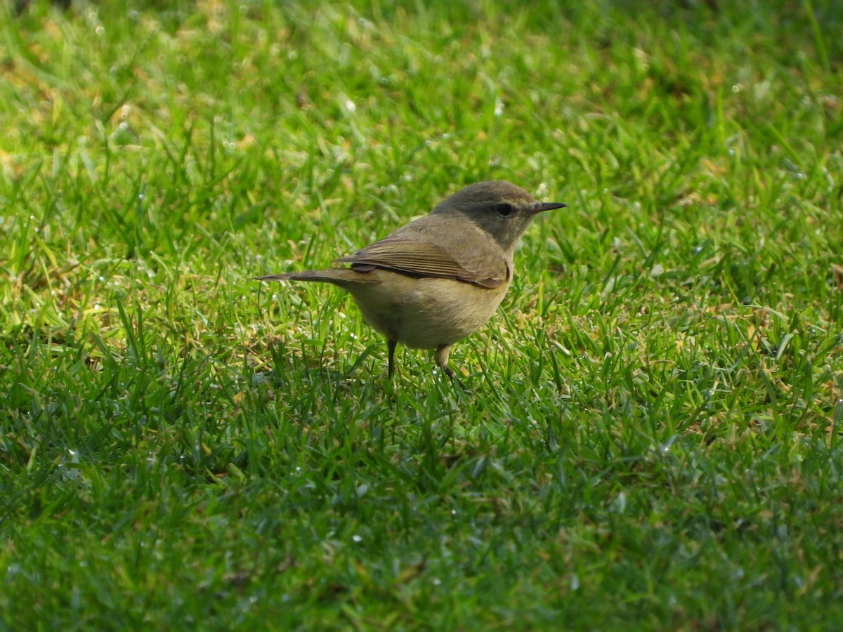 Common Chiffchaff - ML646286074