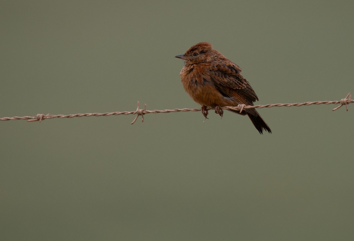 Cape Clapper Lark - ML646286075